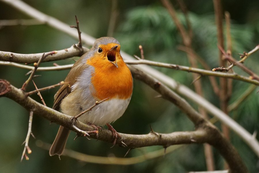 Rotkehlchen Ein zwitscherndes Rotkehlchen sitzt auf einem Ast im Gebüsch.